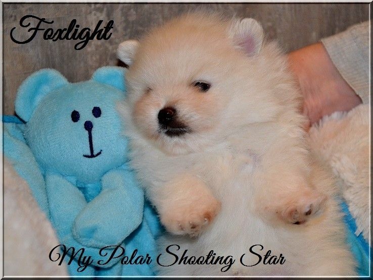 CH. Foxlight My polar shooting star