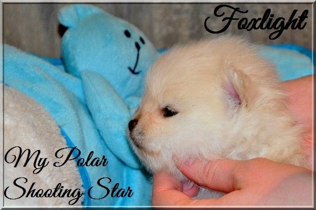 CH. Foxlight My polar shooting star