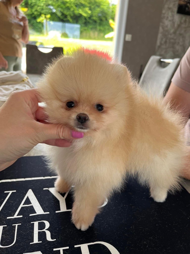 Foxlight - Chiot disponible  - Spitz allemand