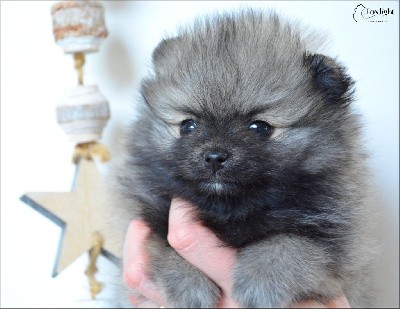 Male Sable Charbonné