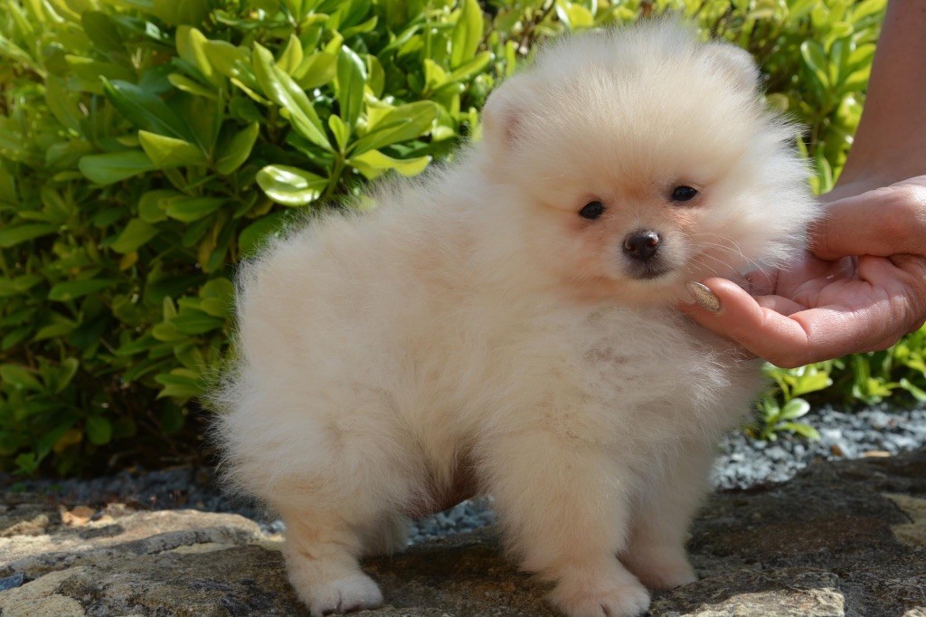 Foxlight - Chiot disponible  - Spitz allemand