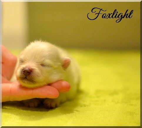 Portée CH.G'Chelsea des Doux Rêves d'Amours x Trudy's The Right Stuff