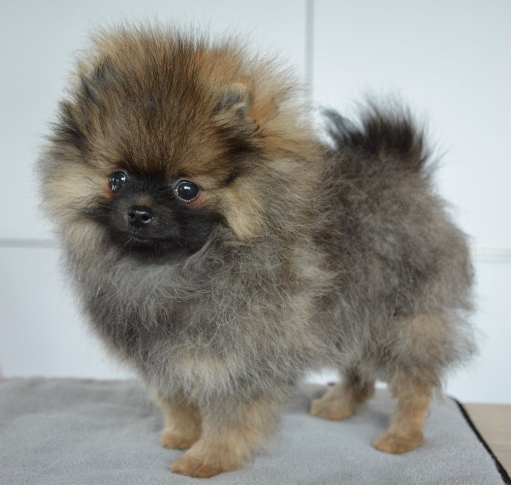 Foxlight - Spitz allemand - Portée née le 18/06/2025