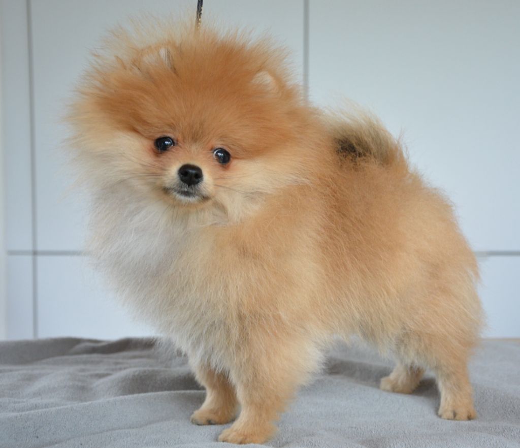 Foxlight - Chiots disponibles - Spitz allemand